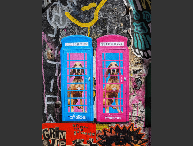 Paste-up of two brightly coloured telephone boxes containing large dogs