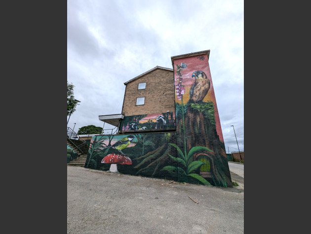 Faunagraphic mural of a kestrel