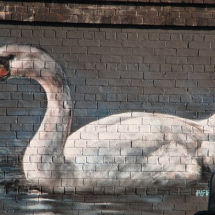 Kingfisher and Swan